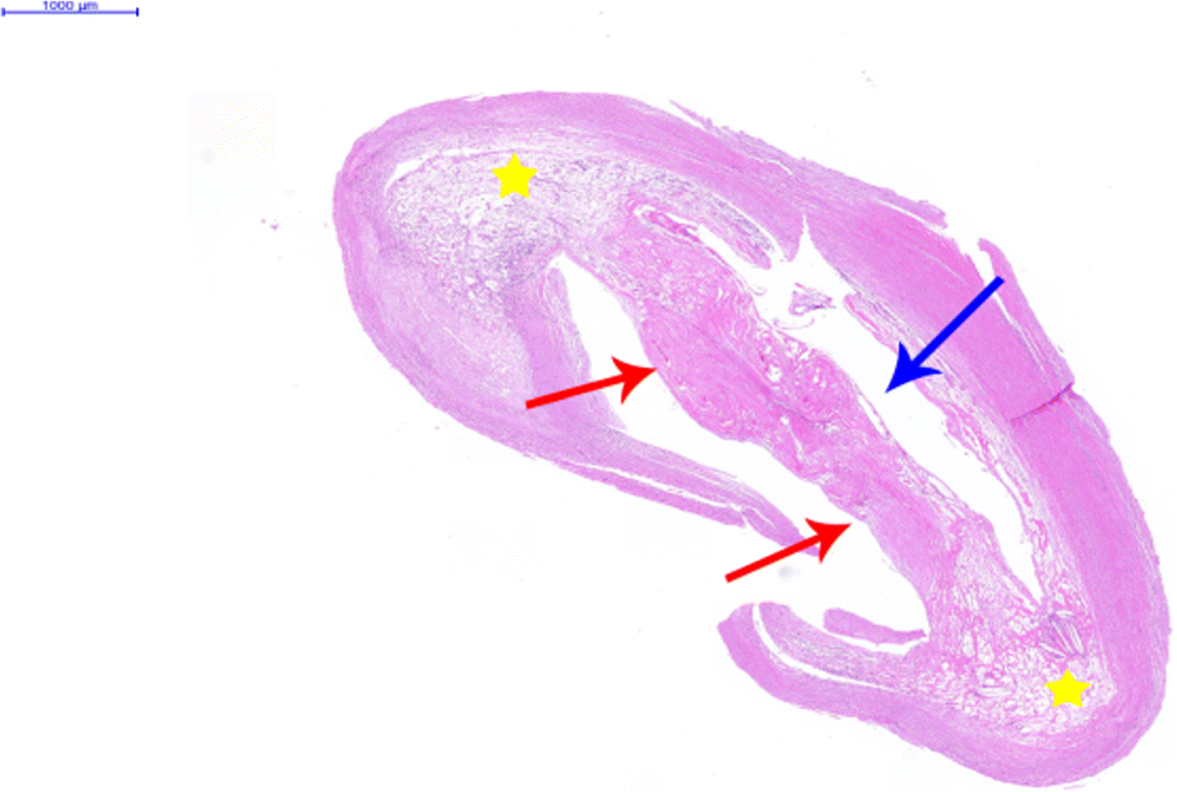 Fig. 8