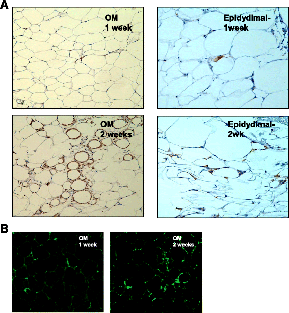 Fig. 14