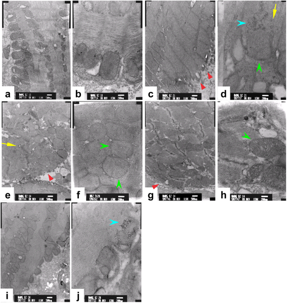 Fig. 5