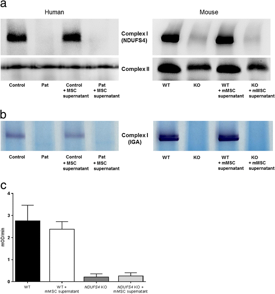 Fig. 5