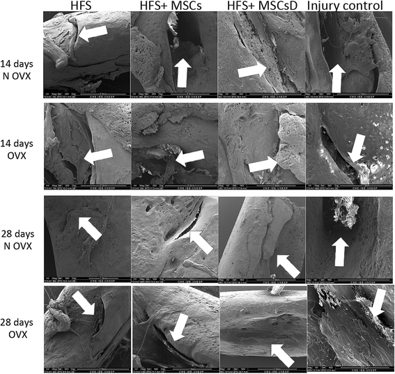 Fig. 10