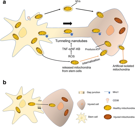 Stem cell-derived mitochondria transplantation: a novel strategy and the  challenges for the treatment of tissue injury | Stem Cell Research &  Therapy | Full Text