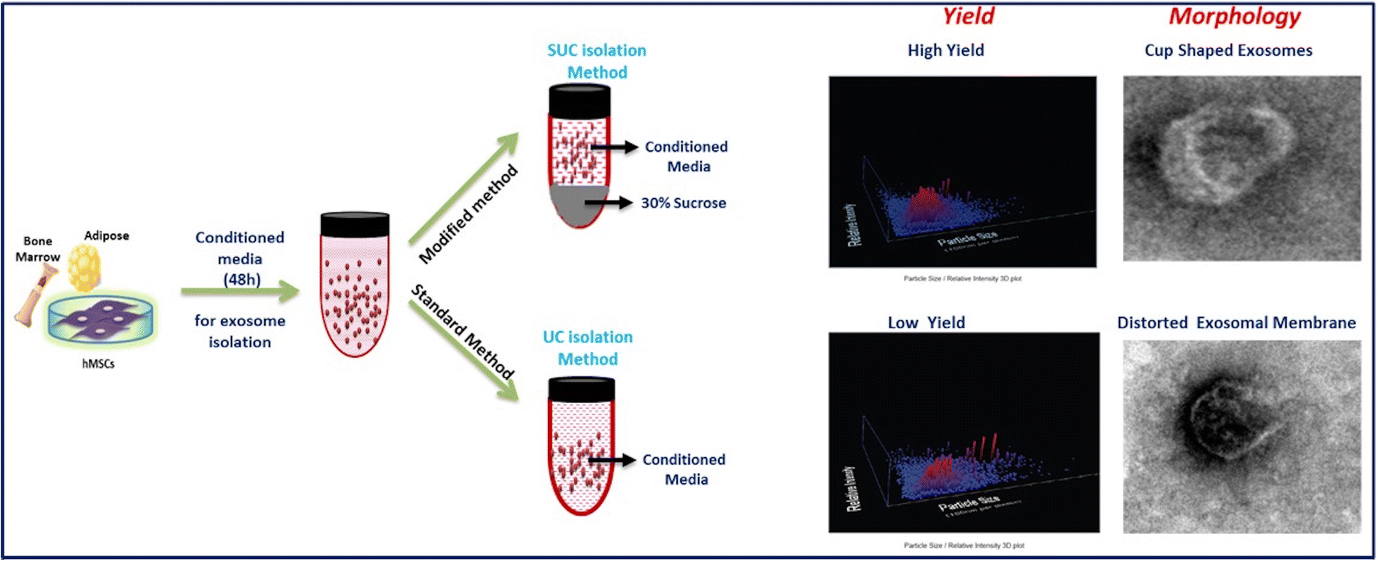 An improvised onestep sucrose cushion ultracentrifugation method for