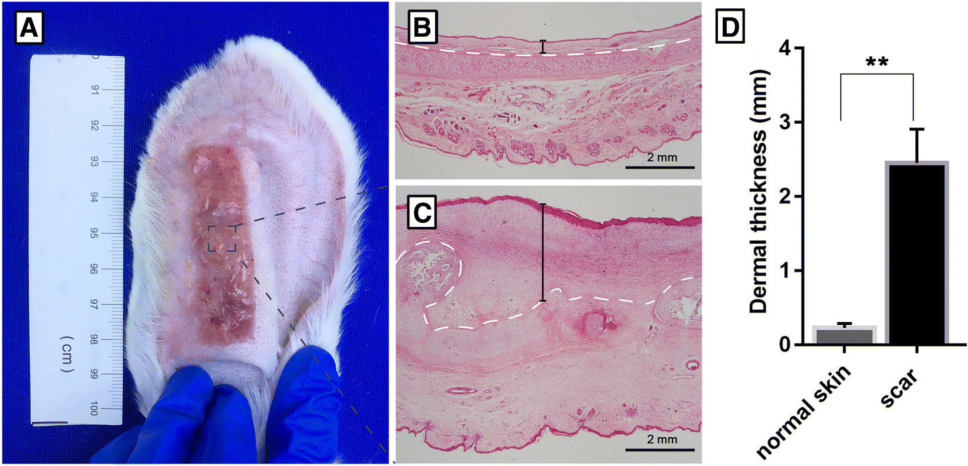 Fig. 2