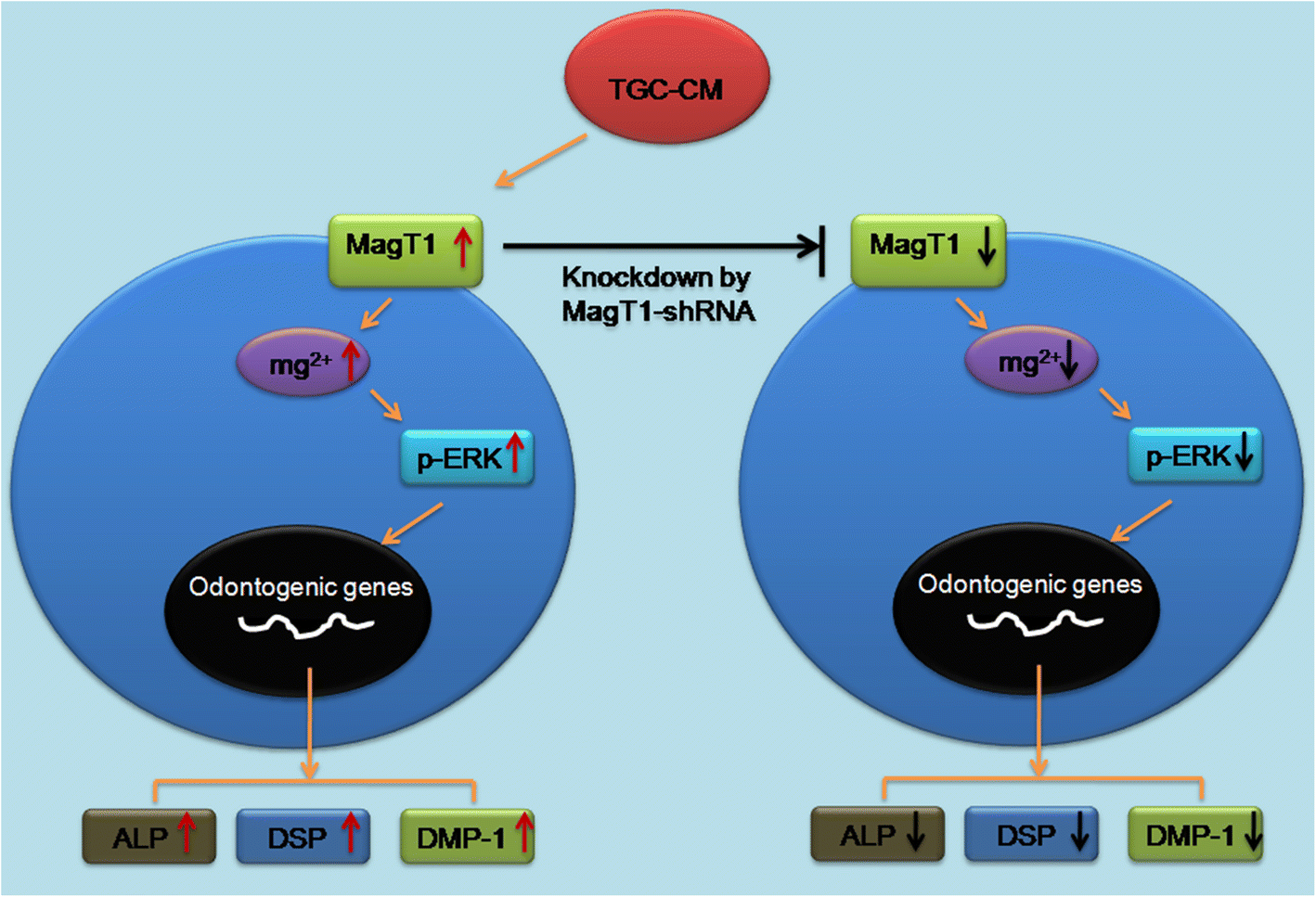 Fig. 8