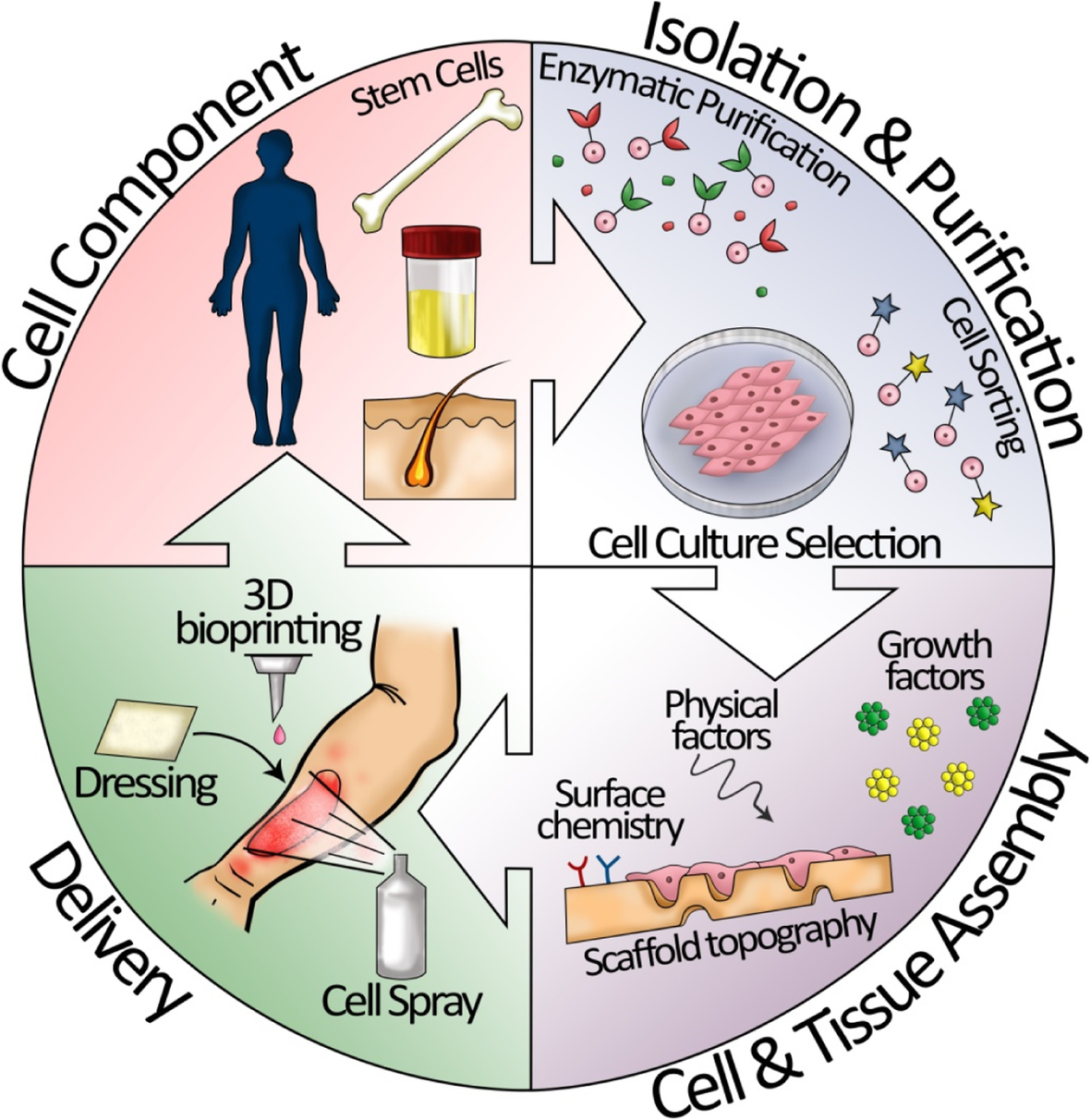 Skin tissue regeneration for burn injury