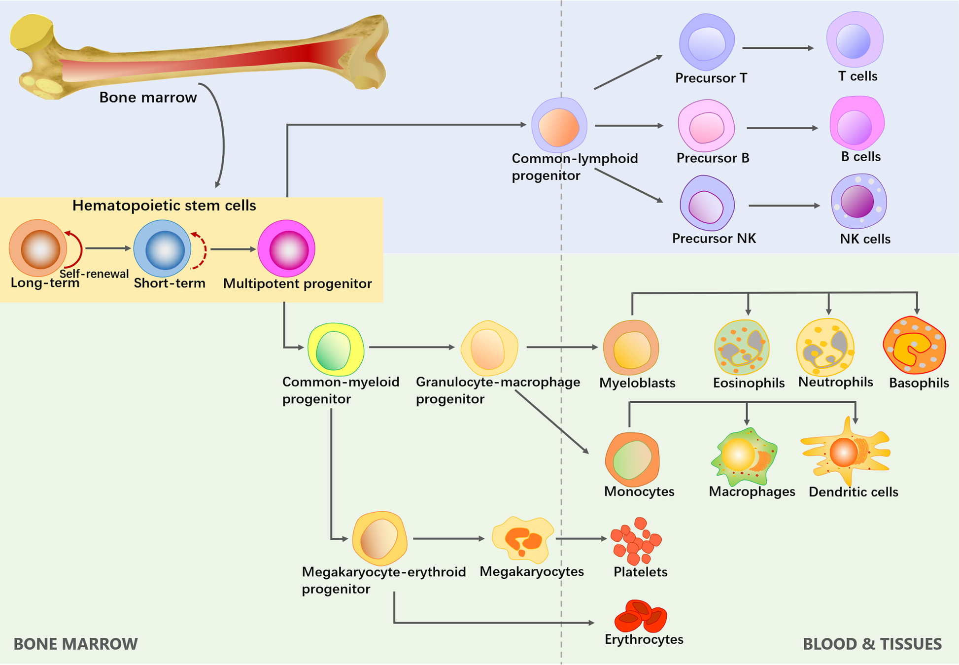 Steam cell bio фото 102