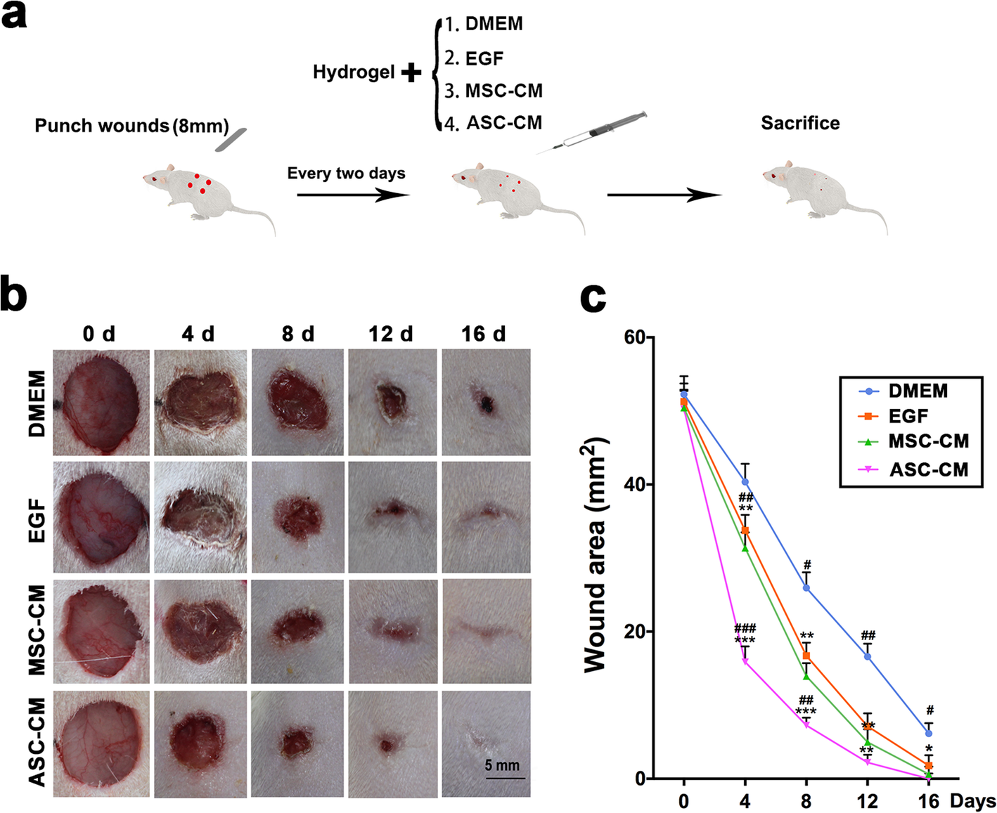 Antler stem cell-conditioned medium stimulates regenerative wound healing  in rats | Stem Cell Research & Therapy | Full Text