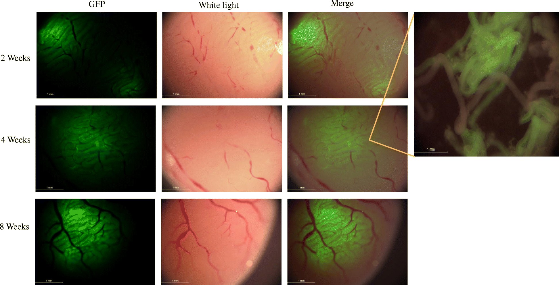 Fig. 7