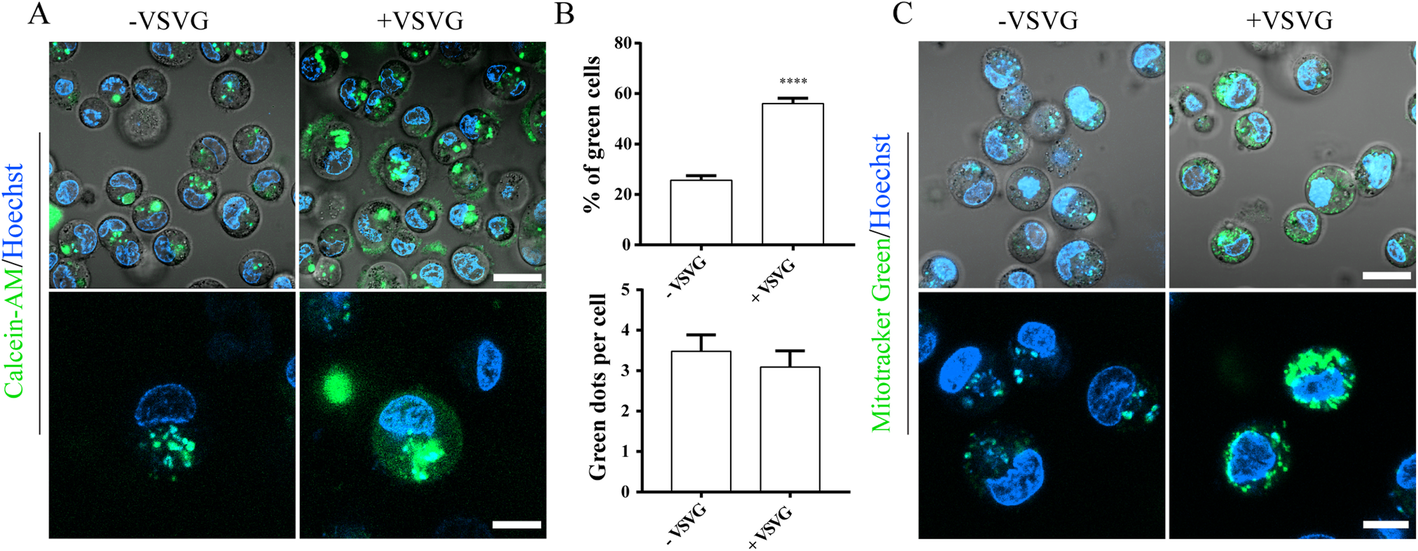 Fig. 4