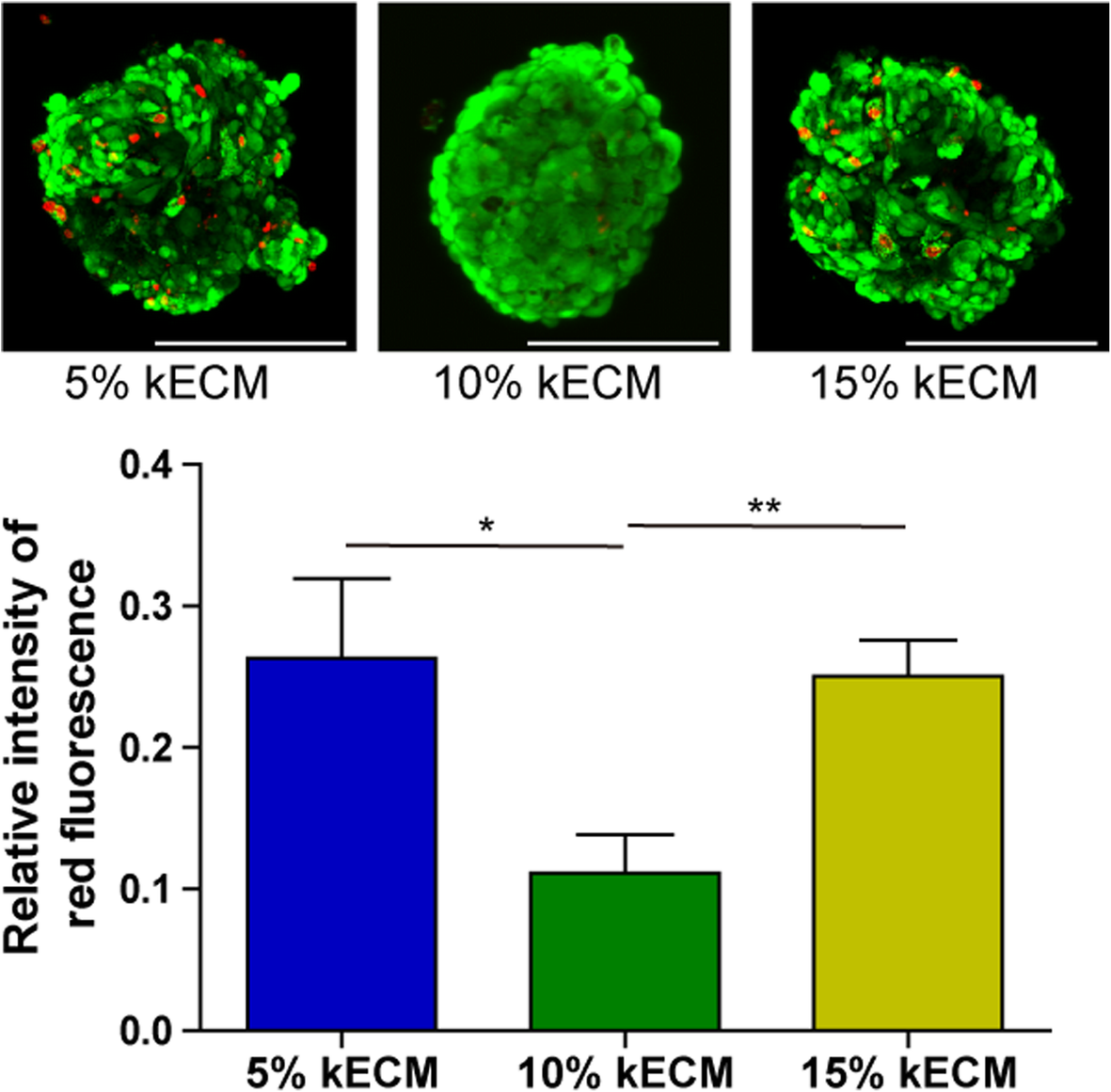 Formation and optimization of three-dimensional organoids generated from urine-derived stem cells for renal function in vitro | Stem & Therapy | Full Text