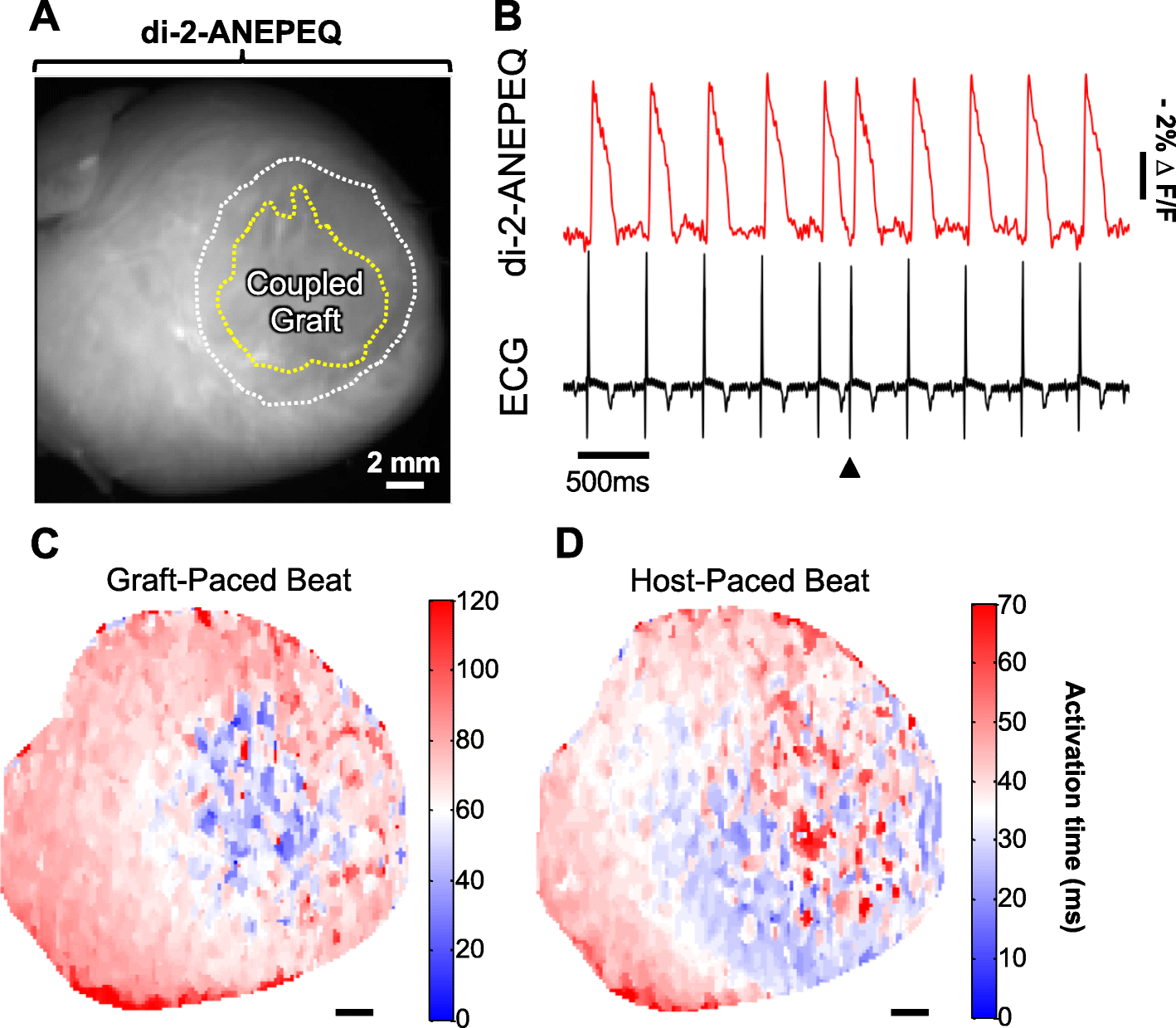 Fig. 4