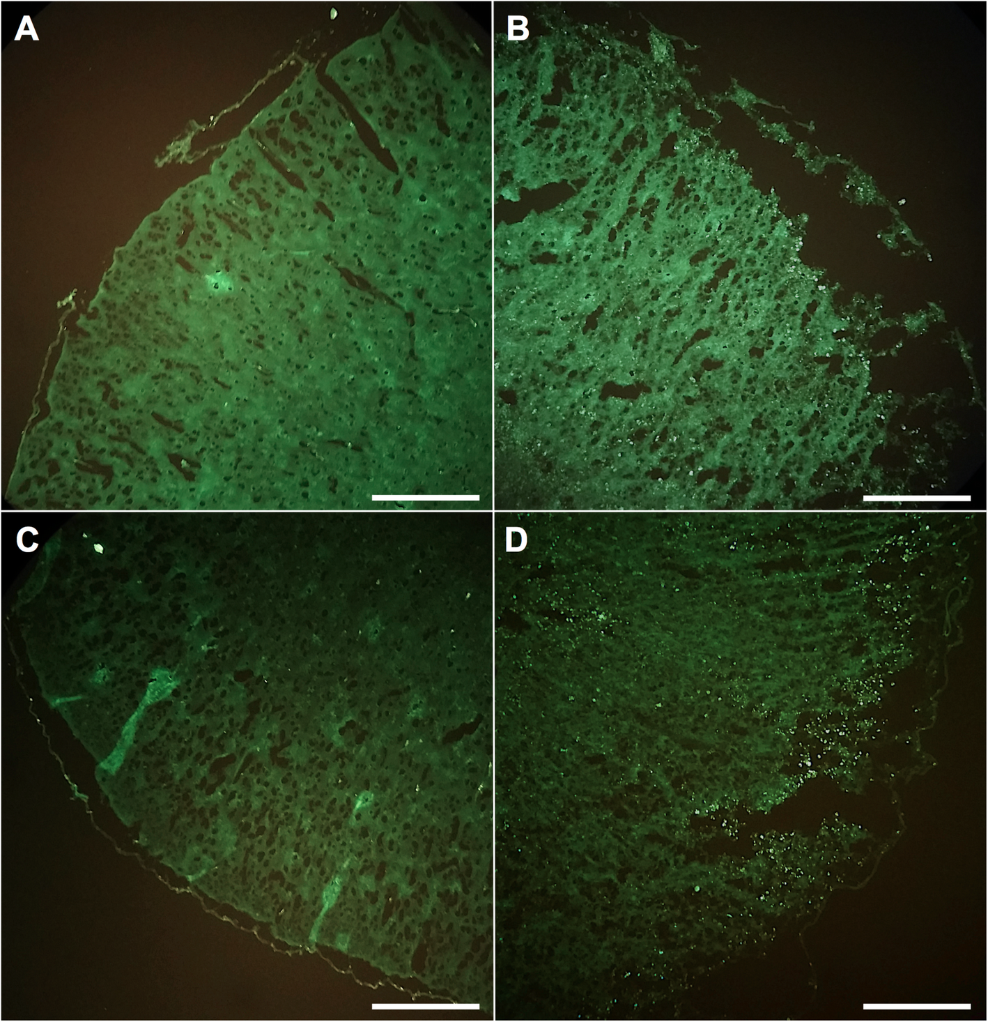 Fig. 5