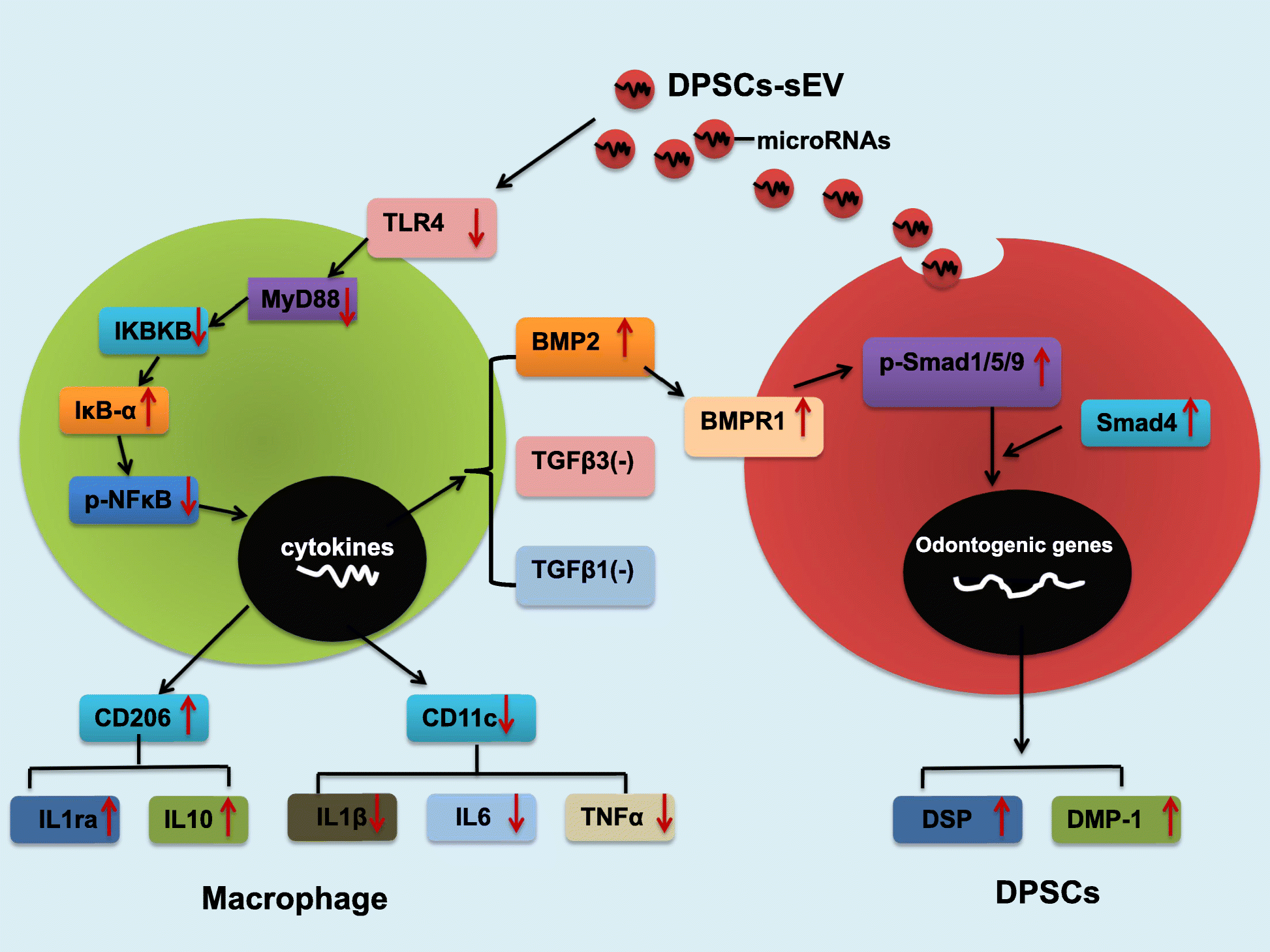 Fig. 8