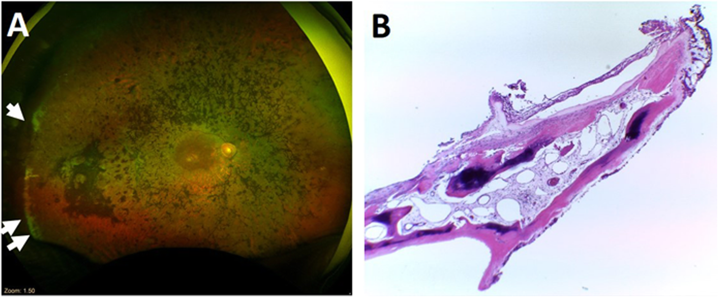 Fig. 7