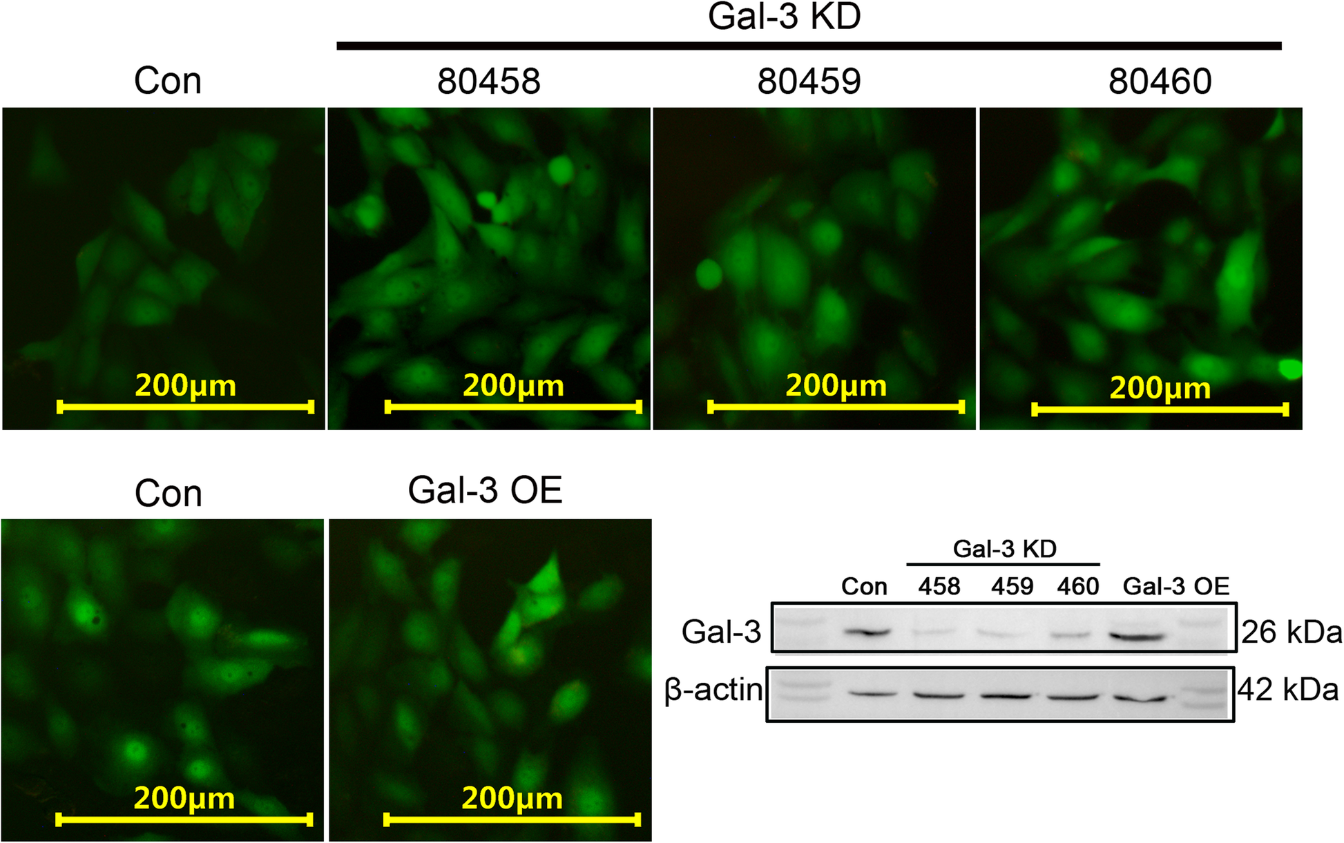 Fig. 12