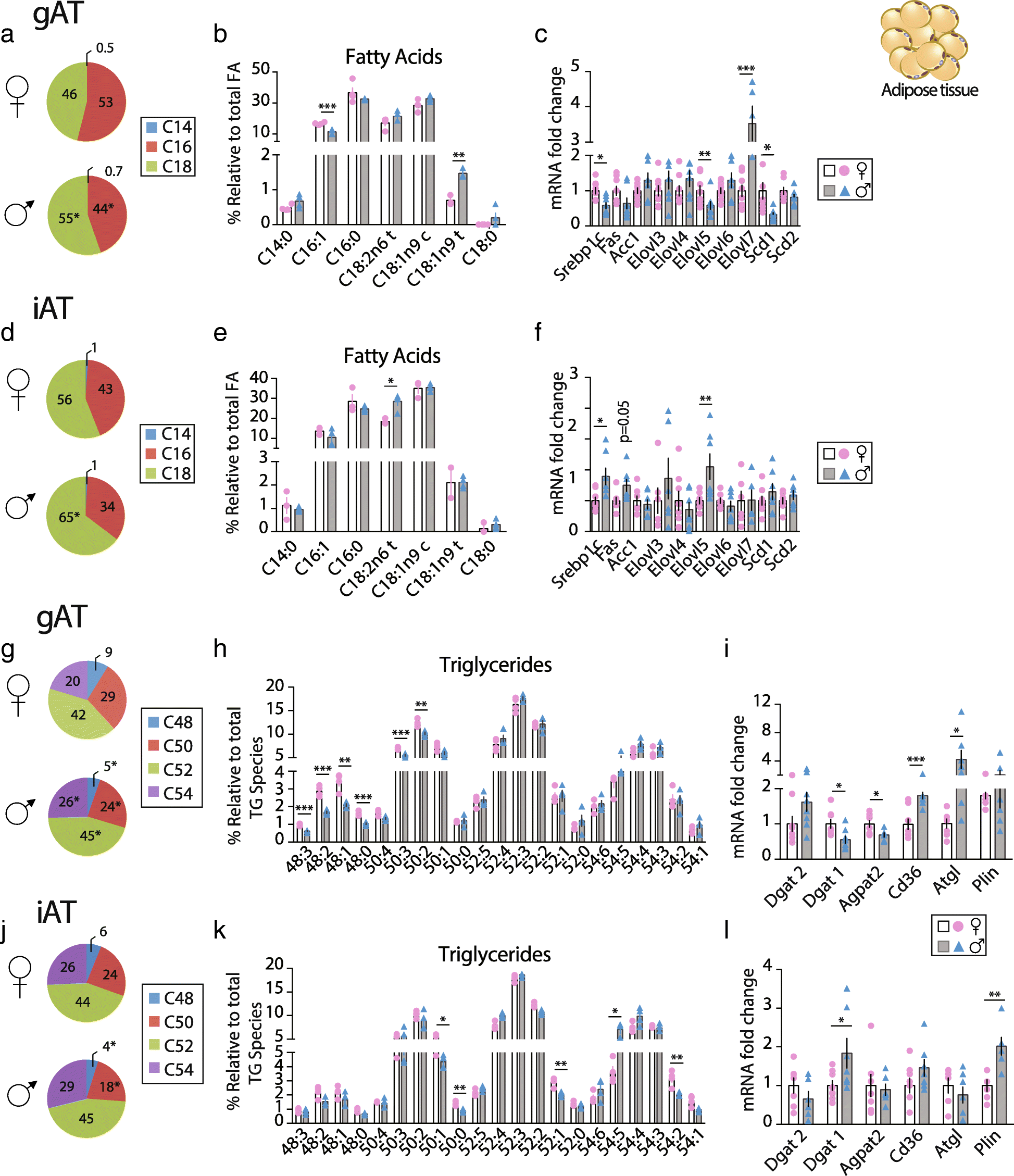 Sex-specific lipid molecular signatures in obesity-associated metabolic  dysfunctions revealed by lipidomic characterization in ob/ob mouse |  Biology of Sex Differences | Full Text