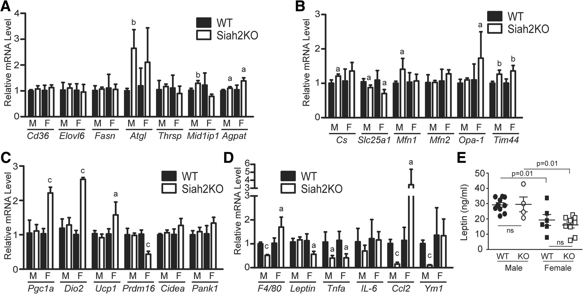 Siah2 modulates sex-dependent metabolic and inflammatory responses in adipose tissue to a high-fat diet challenge Biology of Sex Differences Full Text
