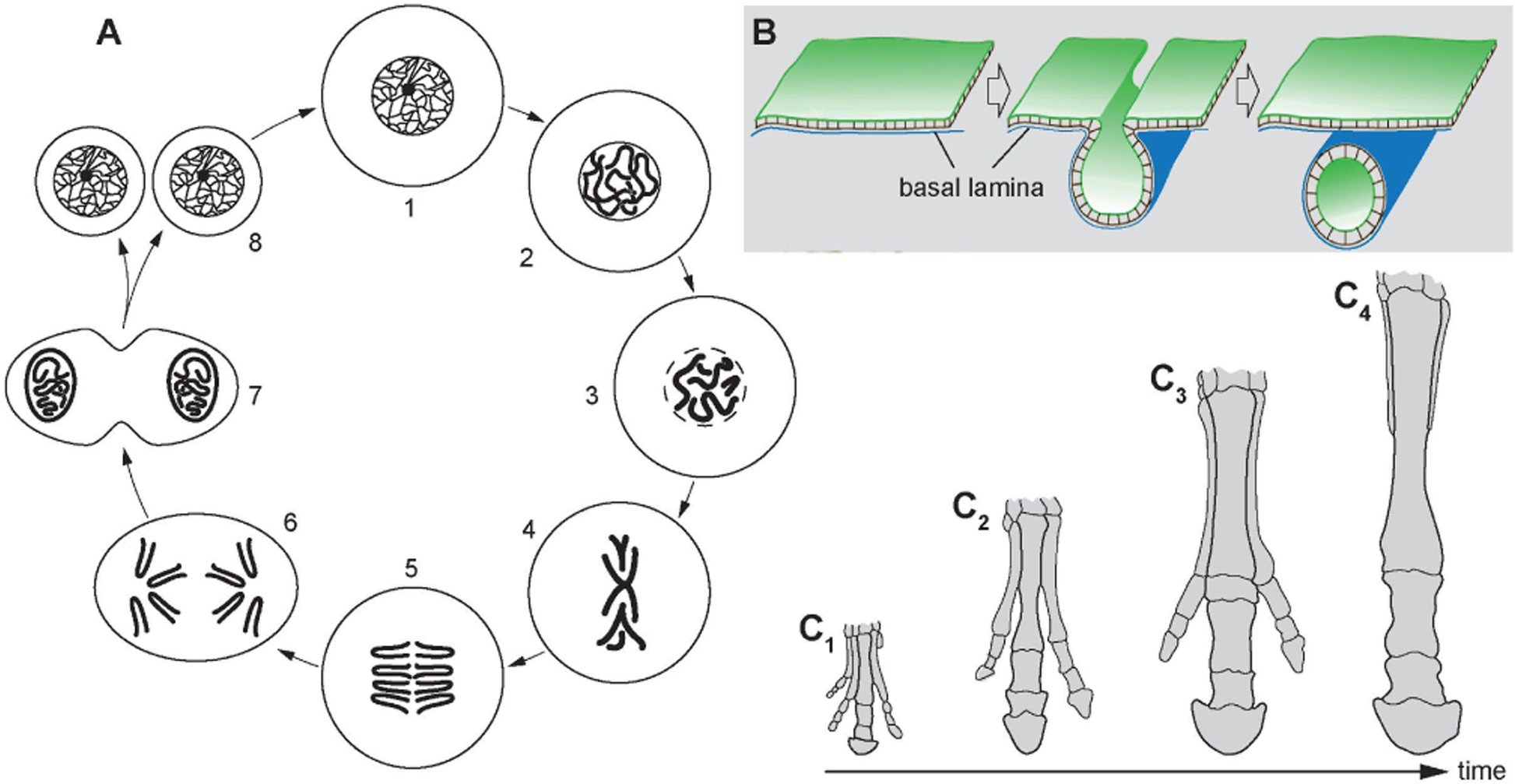 Fig. 2