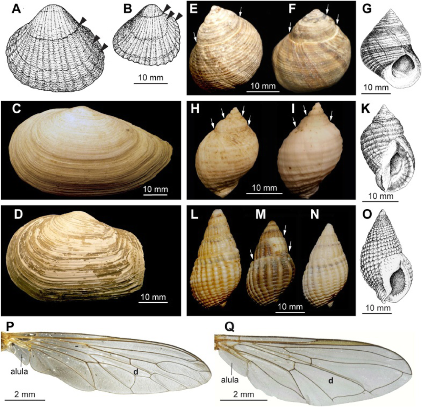 Fig. 8