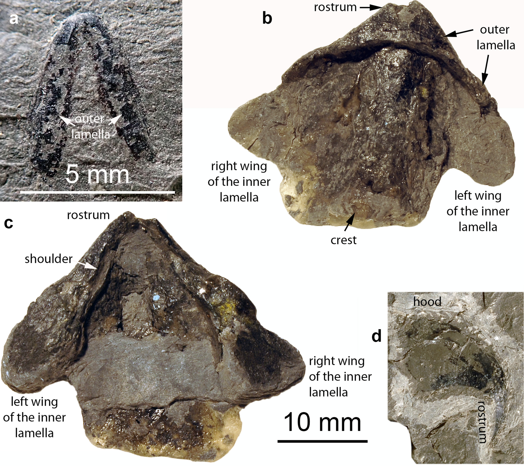 Fig. 2