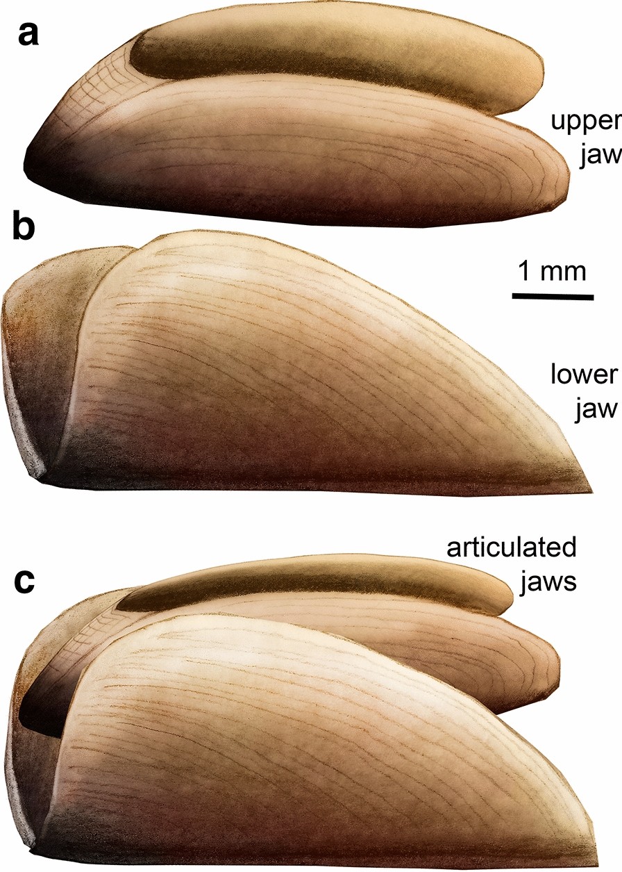 Fig. 6