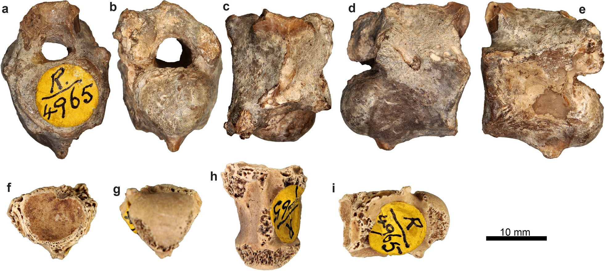 Fig. 11