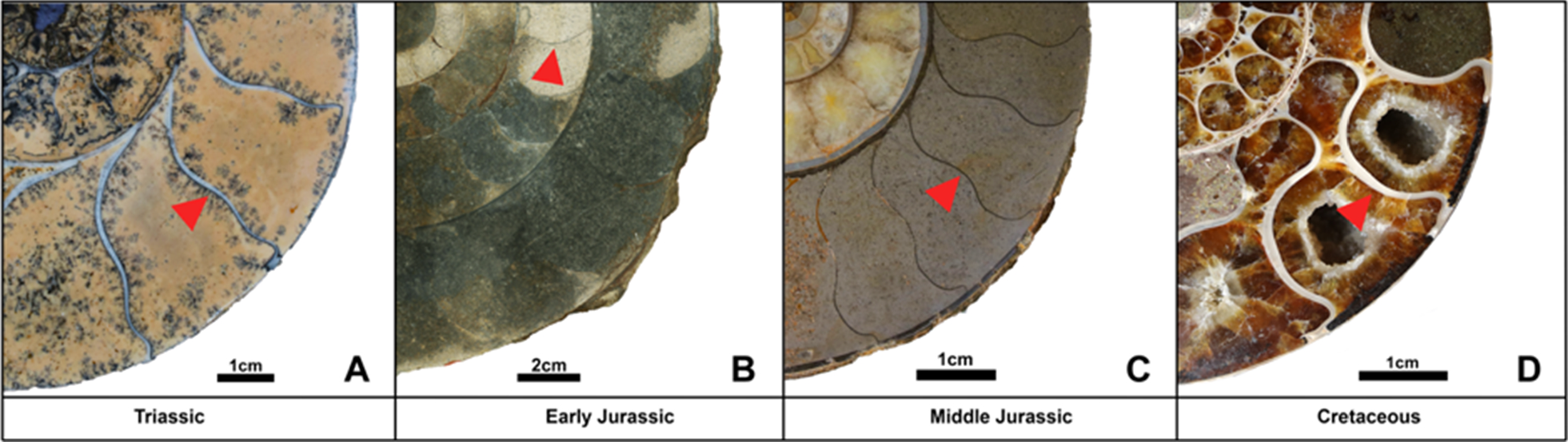 Fig. 7