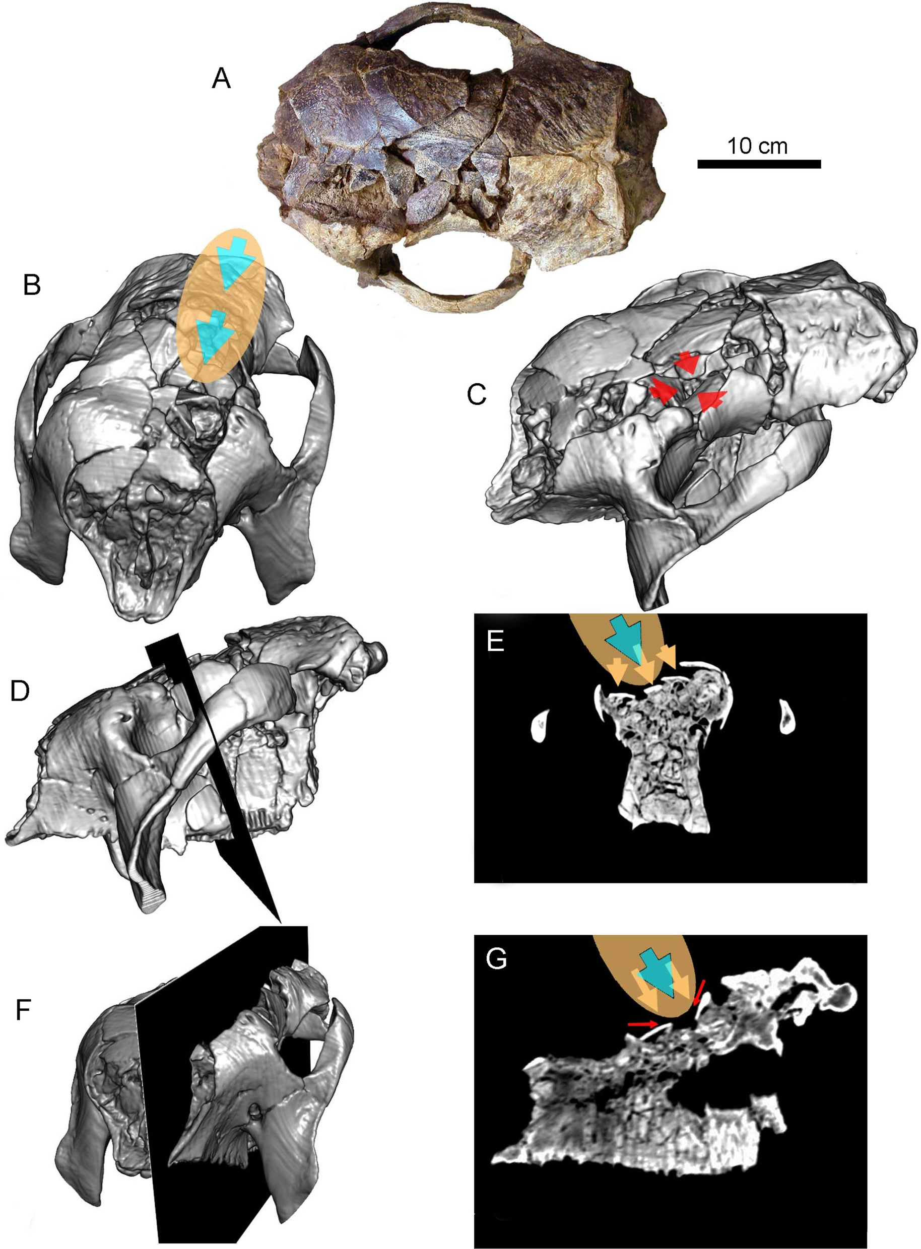 Fig. 5