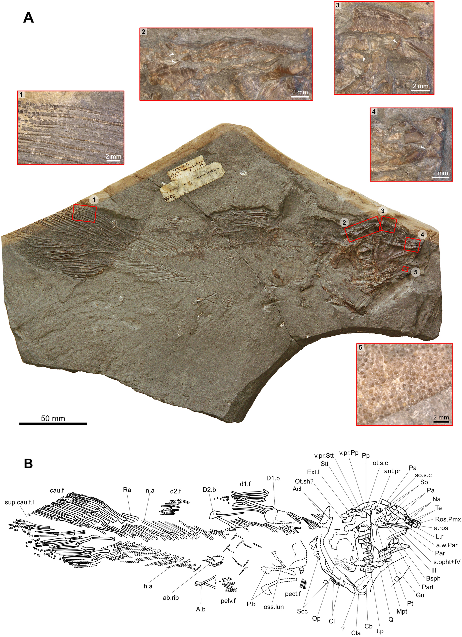 Fig. 3