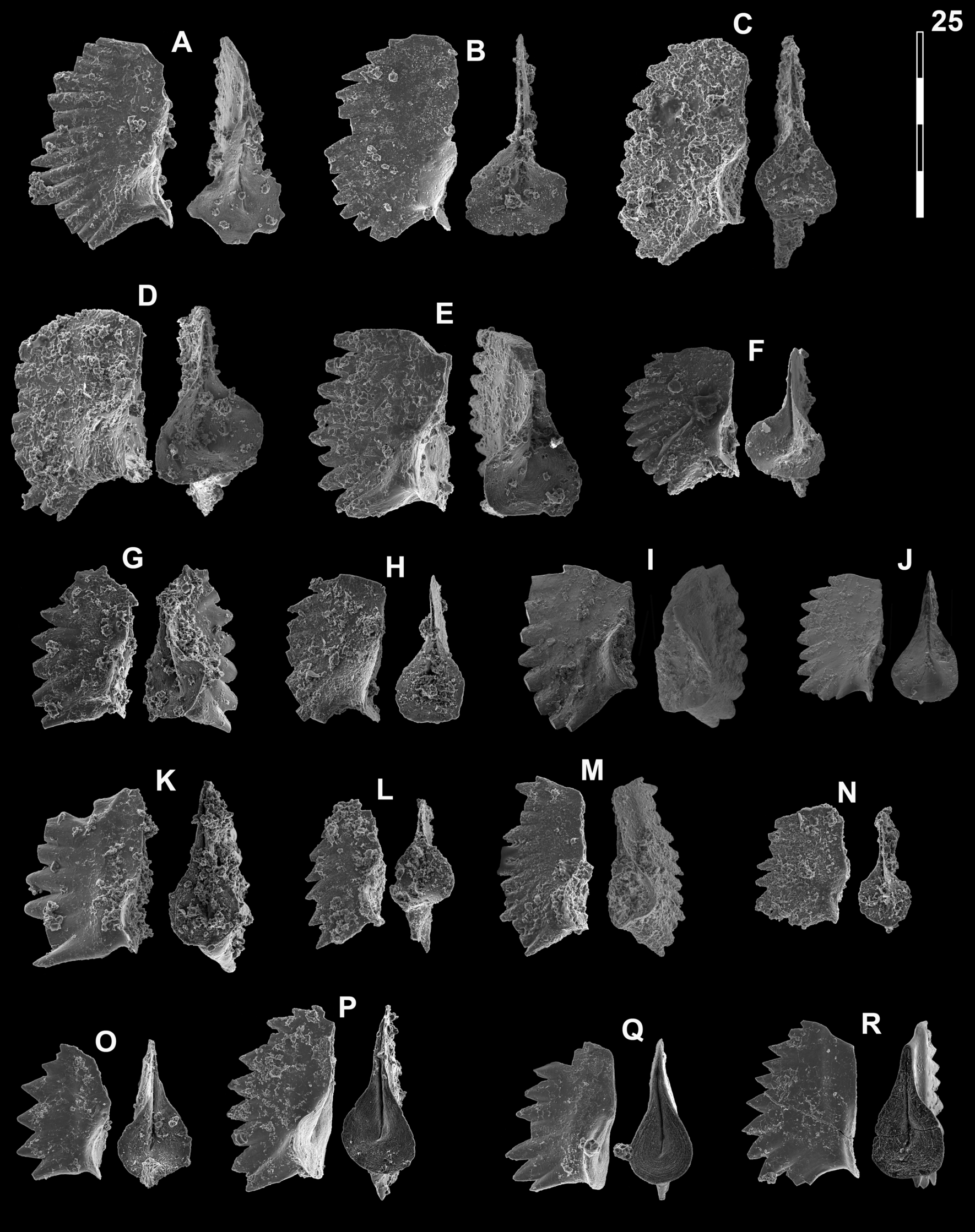 Fig. 19