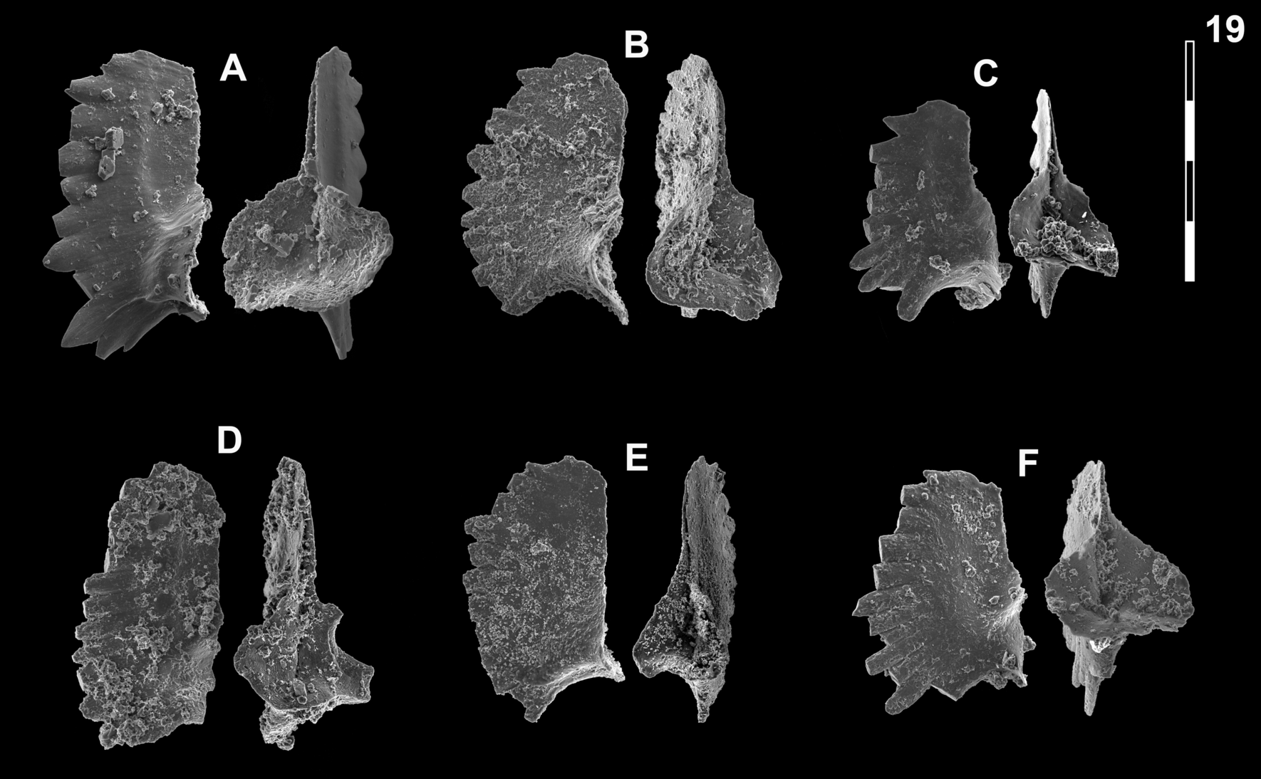 Fig. 22