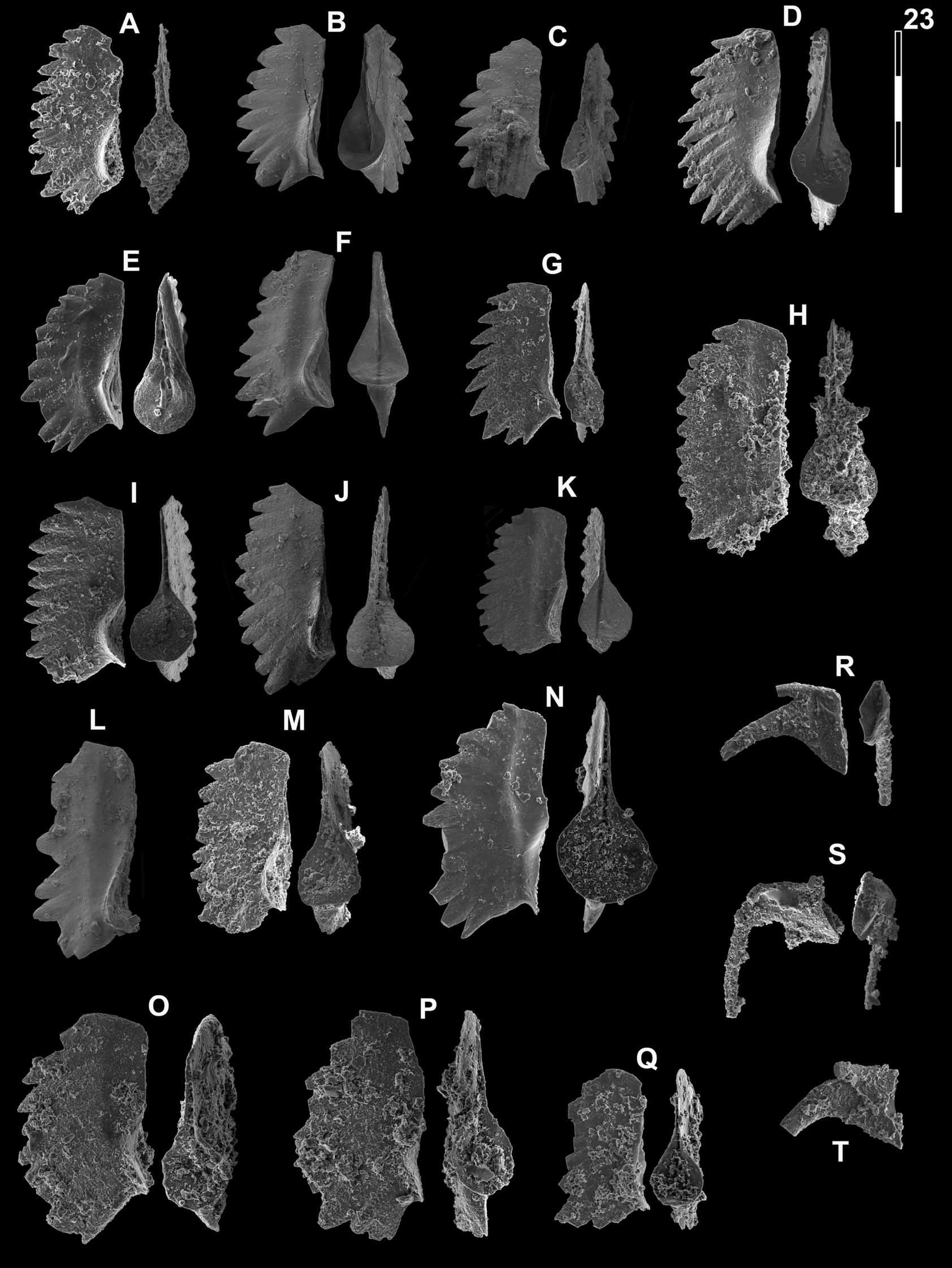 Fig. 24