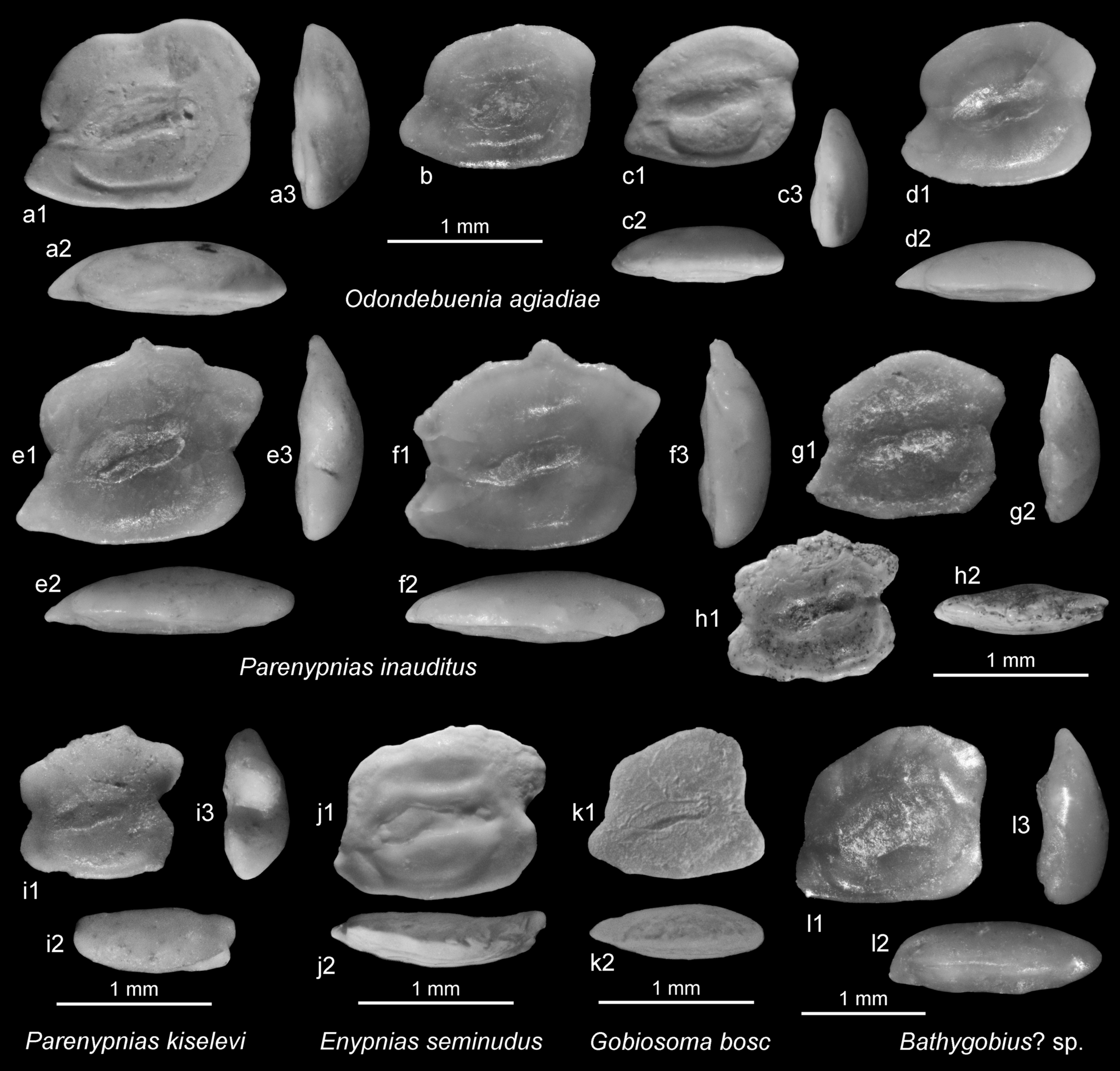 Fig. 5