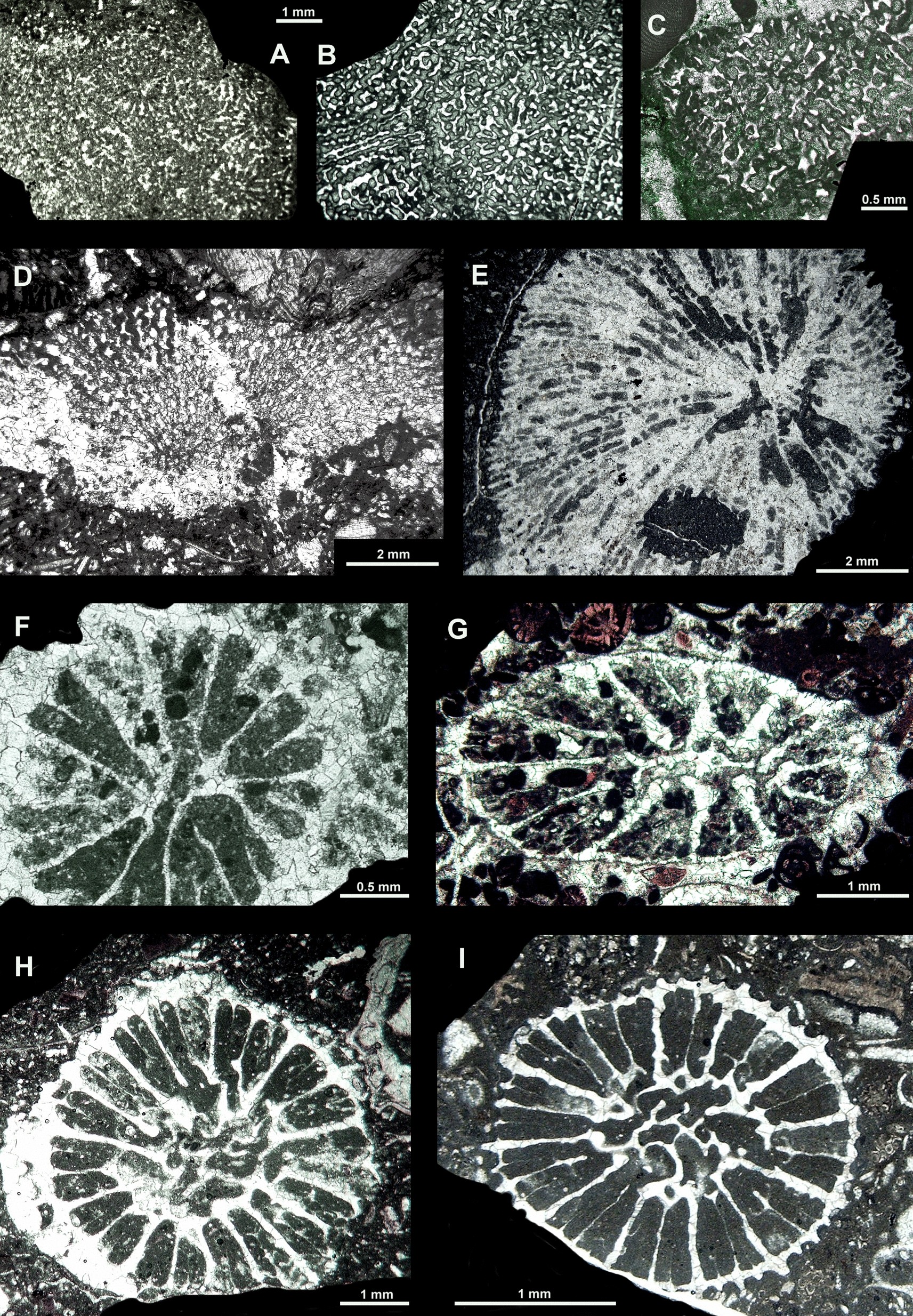 Fig. 12