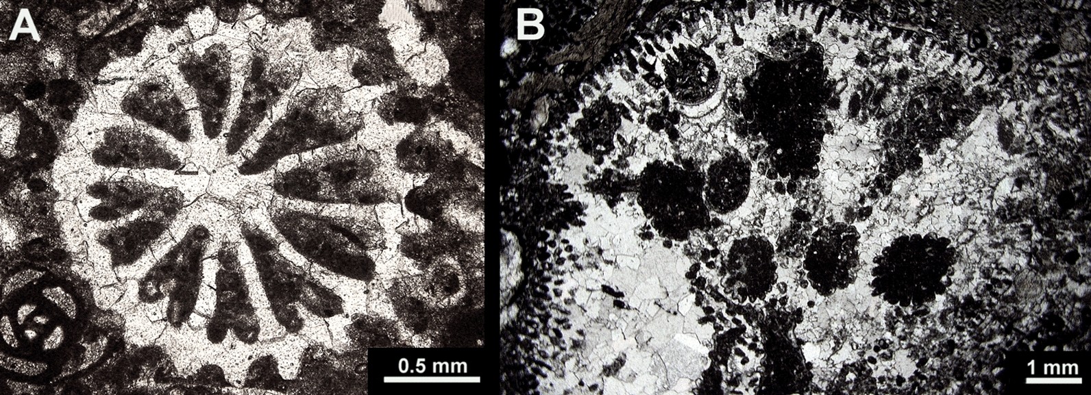 Fig. 13