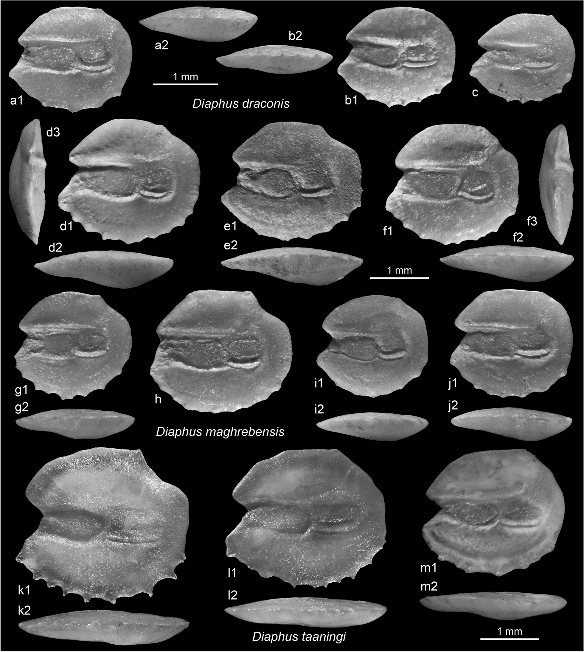 Fig. 13