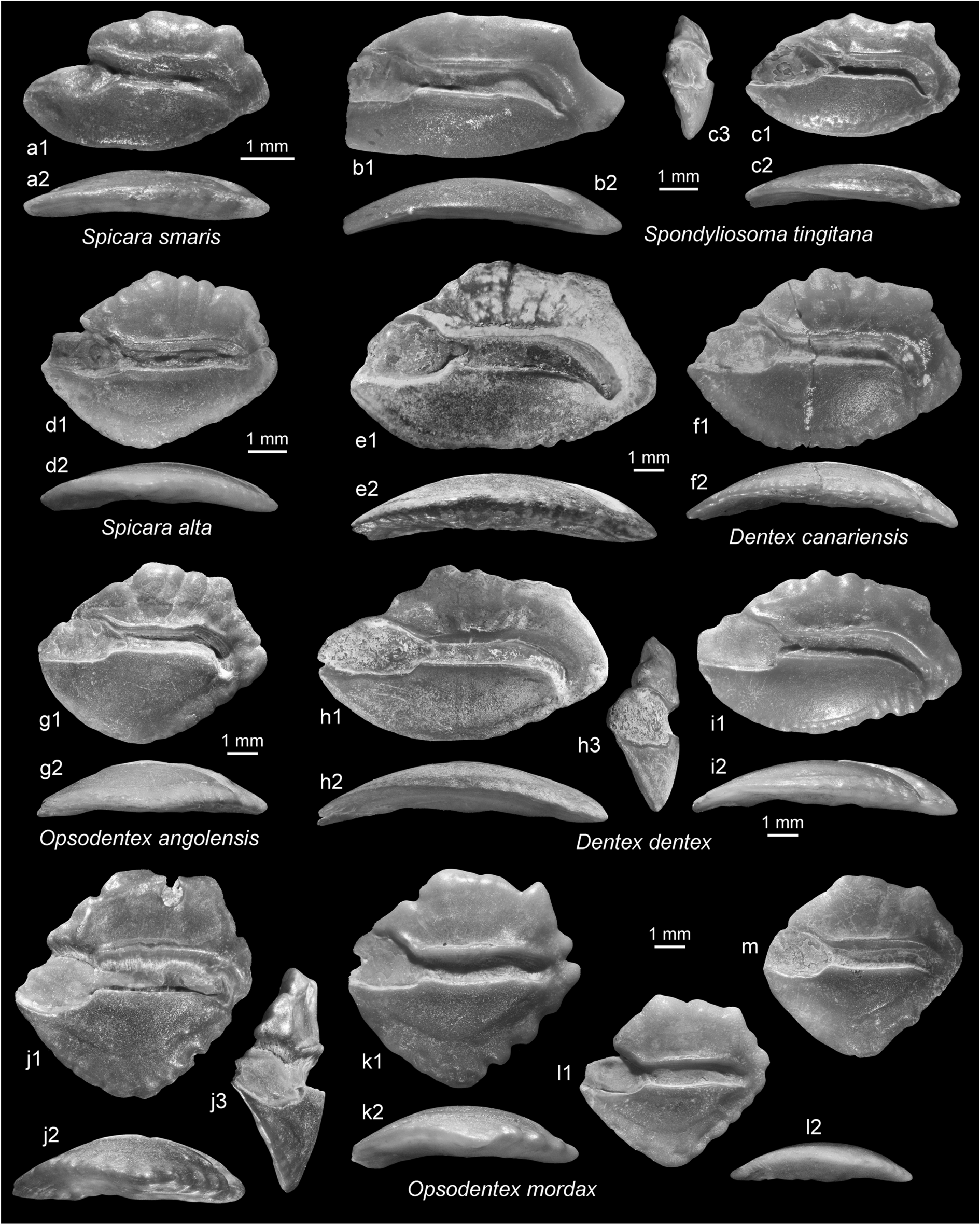 Fig. 27