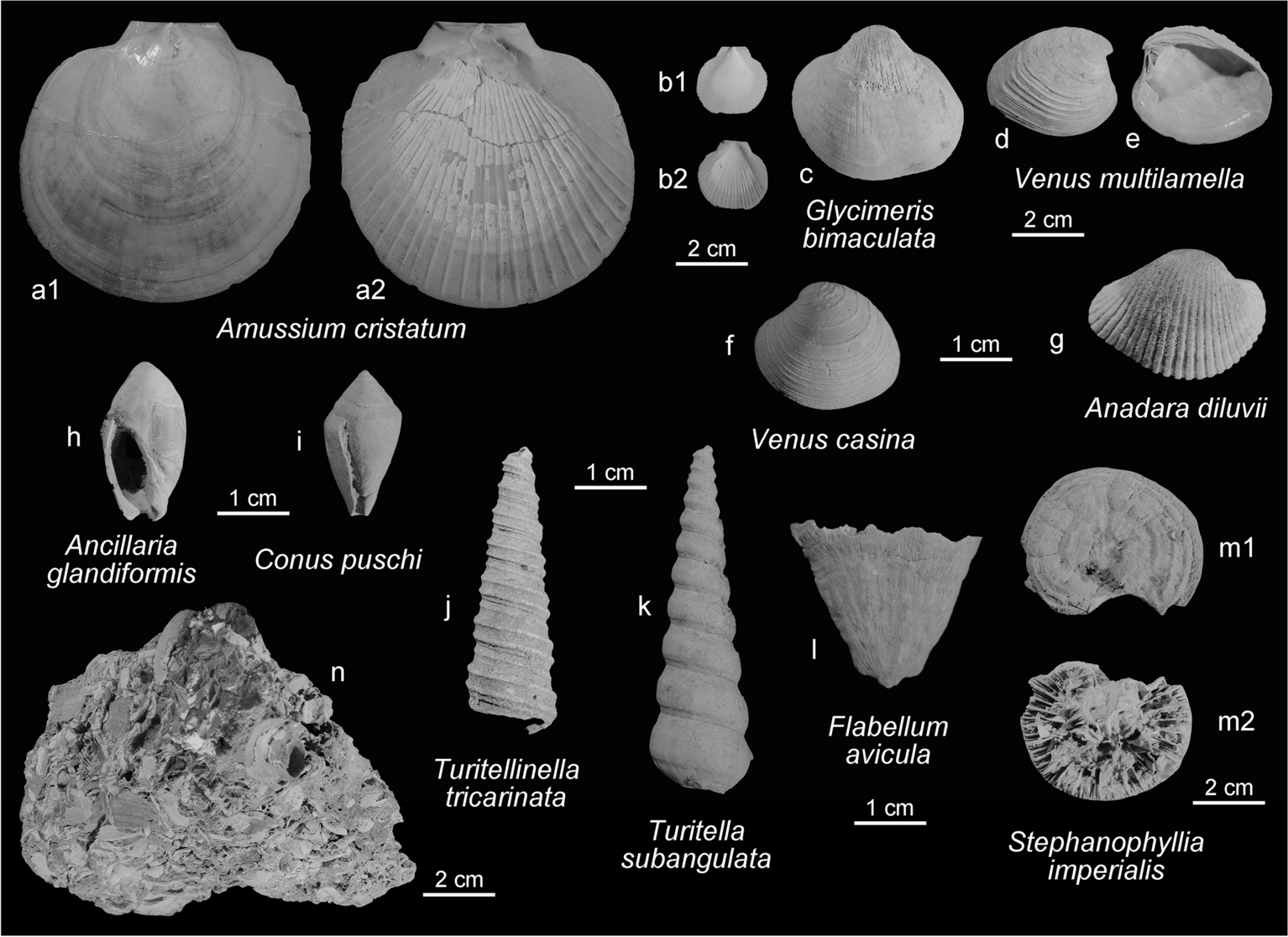 Fig. 7