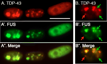 Fig. 9