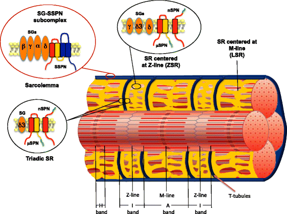 Fig. 9