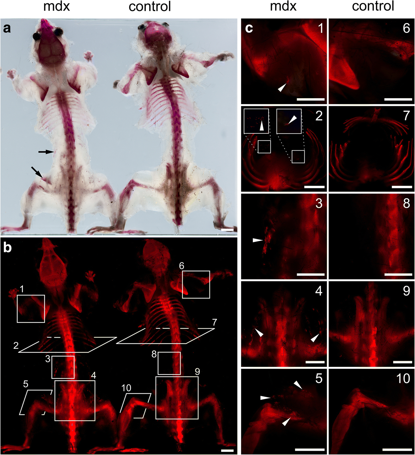 Fig. 5