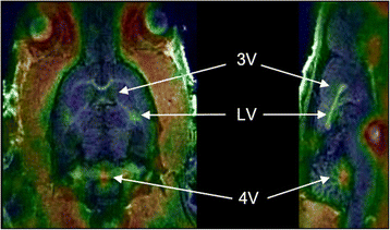 Fig. 5