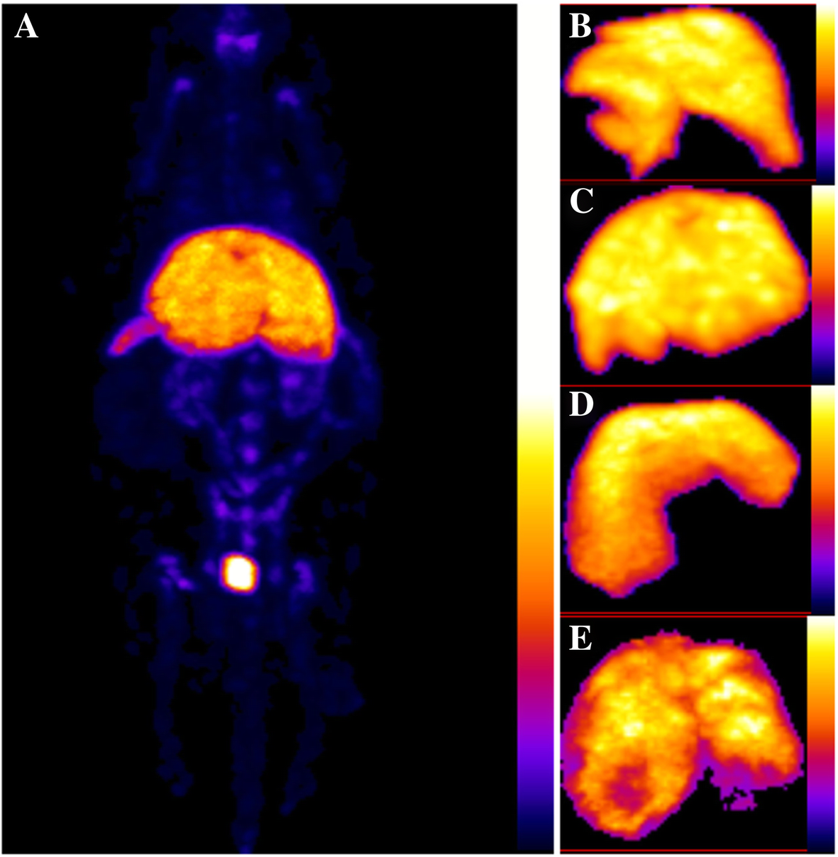 Fig. 1