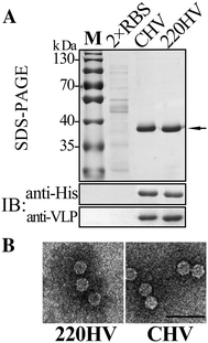 Figure 5