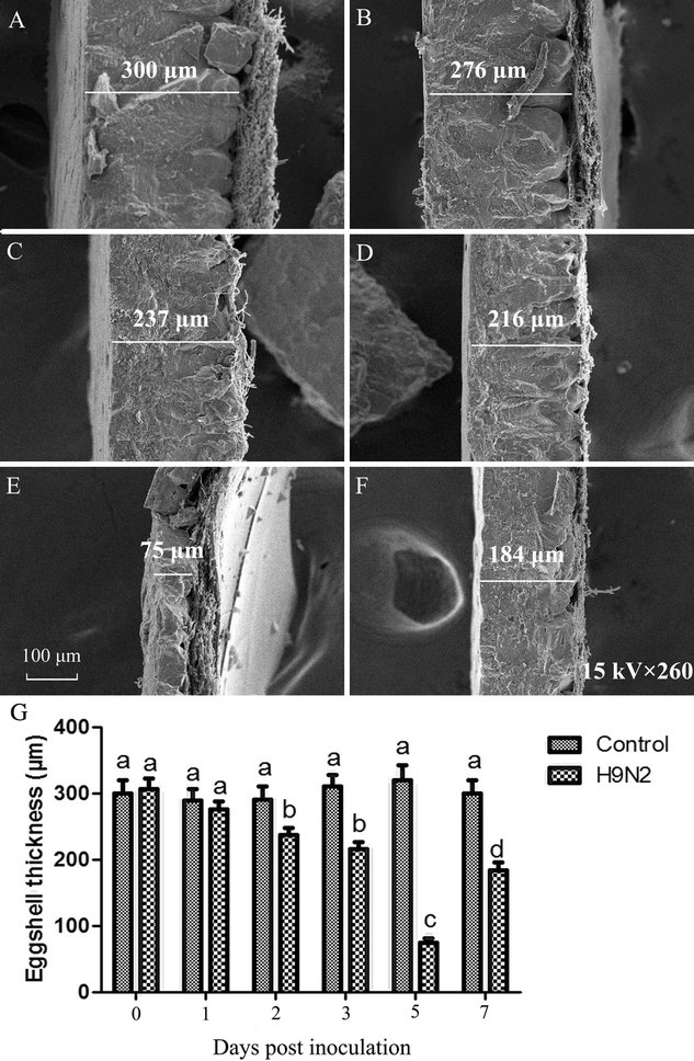 Figure 5