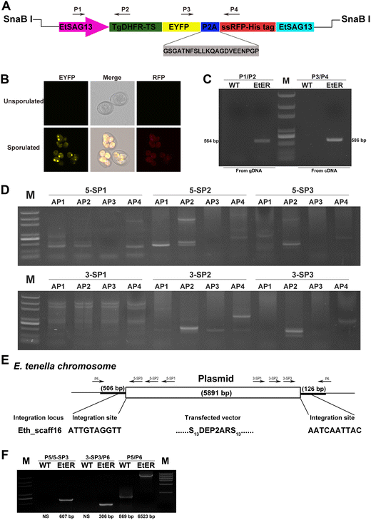 Figure 1