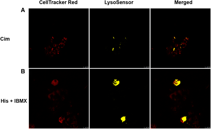 Helicobacter suis affects the health and function of porcine parietal cells | Veterinary Research | Full