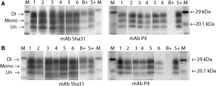 Figure 5