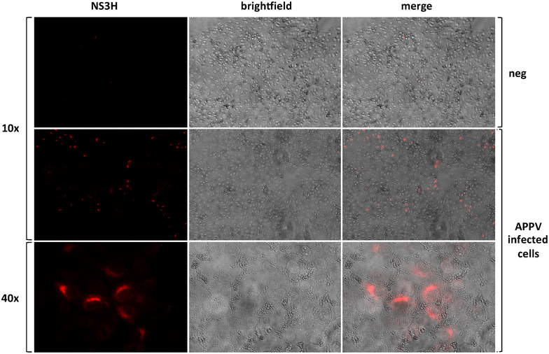 Figure 5